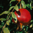 Texas Pink Pomegranate Tree - NationwidePlants.com  