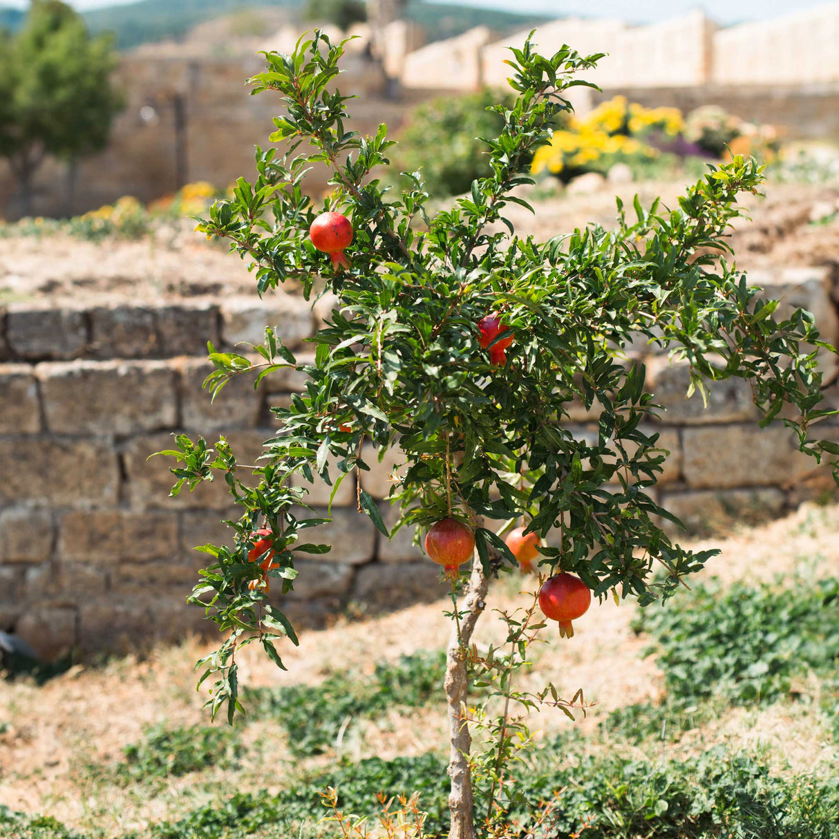 Texas Pink Pomegranate Tree - NationwidePlants.com  