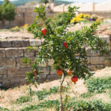 Texas Pink Pomegranate Tree - NationwidePlants.com  