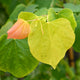 Close-up of The Rising Sun® Redbud leaves, showing green, yellow, and orange heart-shaped foliage.