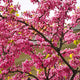 Branches of The Rising Sun® Redbud covered in dense clusters of pink flowers.