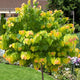 Full view of The Rising Sun® Redbud tree with vibrant yellow, green, and orange leaves in a landscaped garden.