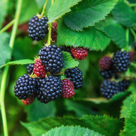 Thornless Blackberry Bush - NationwidePlants.com  