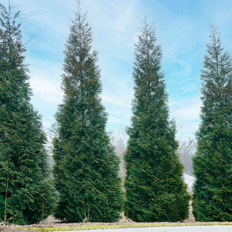 Four slender American pillar thuja trees in a row showcasing their function as a privacy screen.