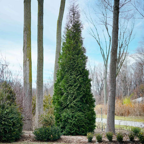 Narrow Thuja tree, American Pillar Thuja variety, standing tall with deep green foliage, with several large tree trunks behind it.