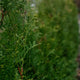 Thuja private jet foliage with additional green foliage as the blurred background.