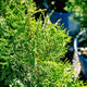Foliage of the thuja private jet fast growing privacy tree with other arborvitae in blue planters blurred in the background.