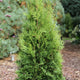 Thuja private jet arborvitae planted with other blurred evergreens in a mulch garden bed.
