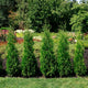Row of young thuja private jet arborvitae privacy trees planted closely in a row with flowers in a garden bed behind.