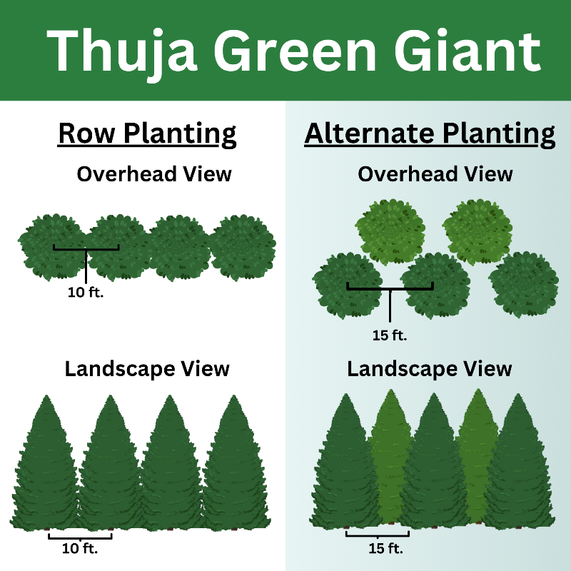 Thuja green giant planting options, displaying row planting and staggered planting options.