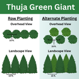 Thuja green giant planting options, displaying row planting and staggered planting options.