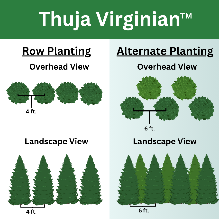 Visual guide for the Thuja Virginian Baby Giant tree that has row planting options and alternate planting options to be used as a privacy screen.