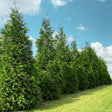 Thuja green giant privacy trees in a row along a property line