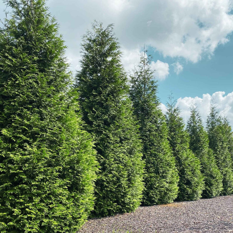 Thuja green giant trees in a row, growing together to create a privacy hedge and windbreak