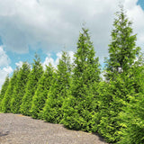 Thuja green giant trees growing quickly to create privacy screen between neighbors