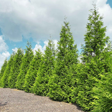 Thuja green giant trees growing quickly to create privacy screen between neighbors