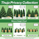 Nationwide Plants Thuja Collection, Visual Comparison of sizes of different varieties along fence line including Thuja Giant, American Pillar Thuja, Junior Giant, Private Jet Thuja, Thuja Virginian and Emerald Green Arborvitae.