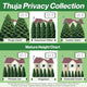 Nationwide Plants Thuja Collection, Visual Comparison of sizes of different varieties along fence line including Thuja Giant, American Pillar Thuja, Junior Giant, Private Jet Thuja, Thuja Virginian and Emerald Green Arborvitae.