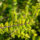 Close-up of Thunderbolt Box Honeysuckle branch with small, oval yellow-green leaves.