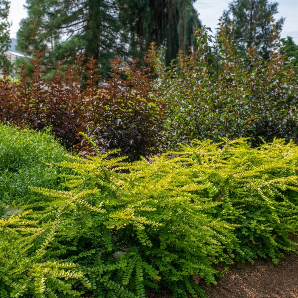 Cluster of Thunderbolt Box Honeysuckle shrubs in a garden with mixed greenery in the background.