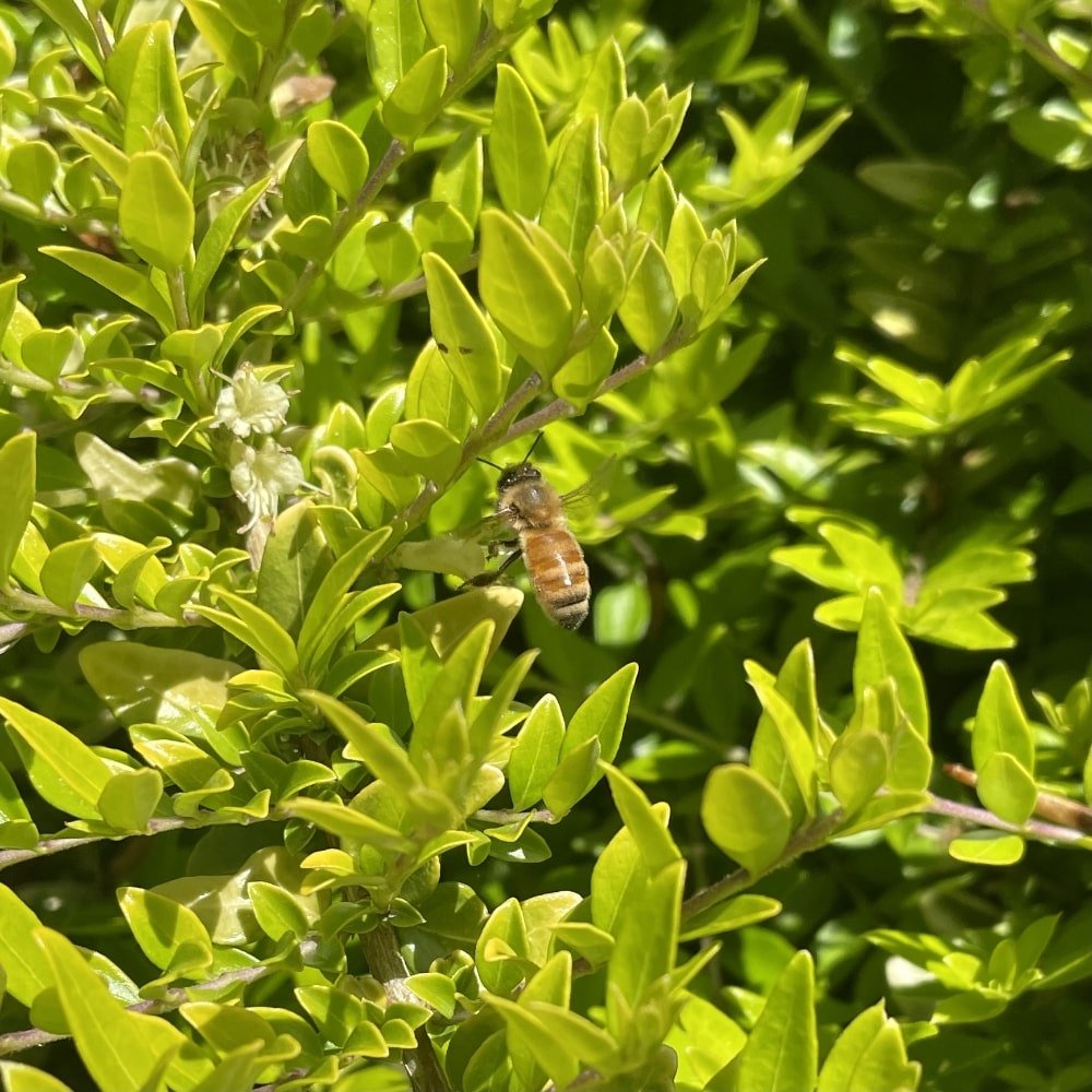 Detailed view of Thunderbolt Box Honeysuckle leaves with tiny white flowers and a small insect.