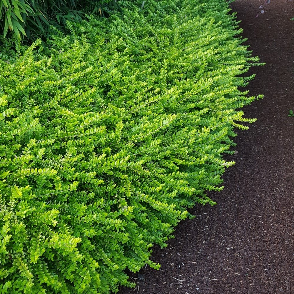 Low-growing Thunderbolt Box Honeysuckle shrubs forming a dense border along a walkway.