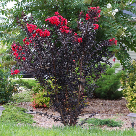 Thunderstruck™ Rumblin' Red™ Crapemyrtle - NationwidePlants.com  