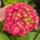 Tilt a Swirl Hydrangea blooms with vibrant pink and lime green petals and gorgeous green foliage.