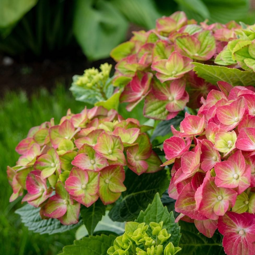 Tilt a Swirl Hydrangea blooms showcasing the pinks in one bloom cluster, while others have more bright green in the centers. The background is blurred green grass and another plant with green foliage. 