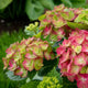 Tilt a Swirl Hydrangea blooms showcasing the pinks in one bloom cluster, while others have more bright green in the centers. The background is blurred green grass and another plant with green foliage. 