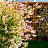 Tri-Color Dappled Willow Bush with pink, white, and green leaves near a woodpile.