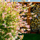 Tri-Color Dappled Willow Bush with pink, white, and green leaves near a woodpile.