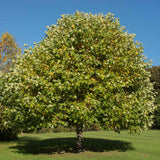 Tulip Poplar Tree - NationwidePlants.com  