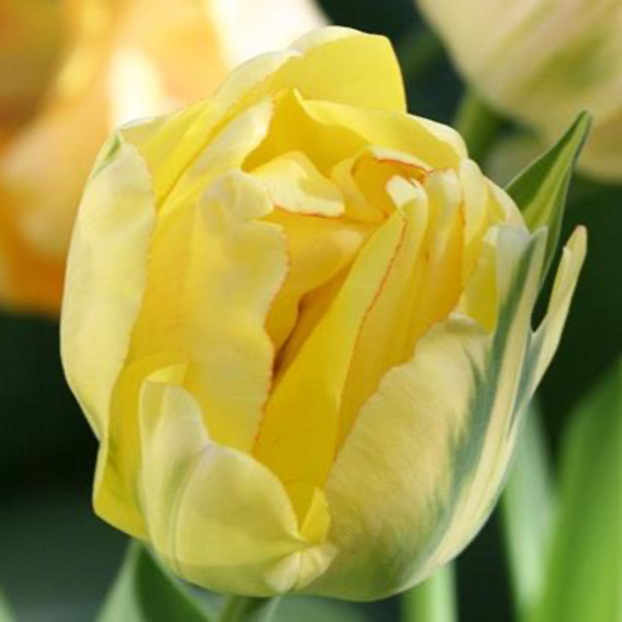 Bright yellow flower of a adebono tulip with blurred flowers in the background