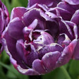 Close-up of a Blue Spectacle tulip with vibrant, layered purple petals edged in a soft white. The double blooms create a lush, rose-like appearance, adding an elegant touch to spring gardens.