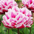 Close up of a bloom of the tulip Columbus flower with other blurred blooms behind.