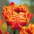 Close-up of a Crystal Beauty tulip in full bloom, displaying vibrant red petals with fiery orange-yellow fringed edges. The ruffled, textured petals create a dramatic, flame-like effect, giving the flower an eye-catching and unique appearance.