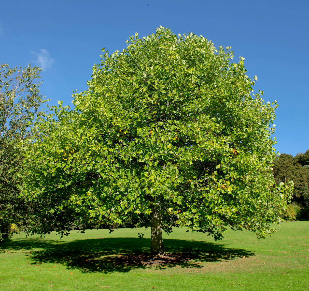 Tulip Poplar Tree - NationwidePlants.com  