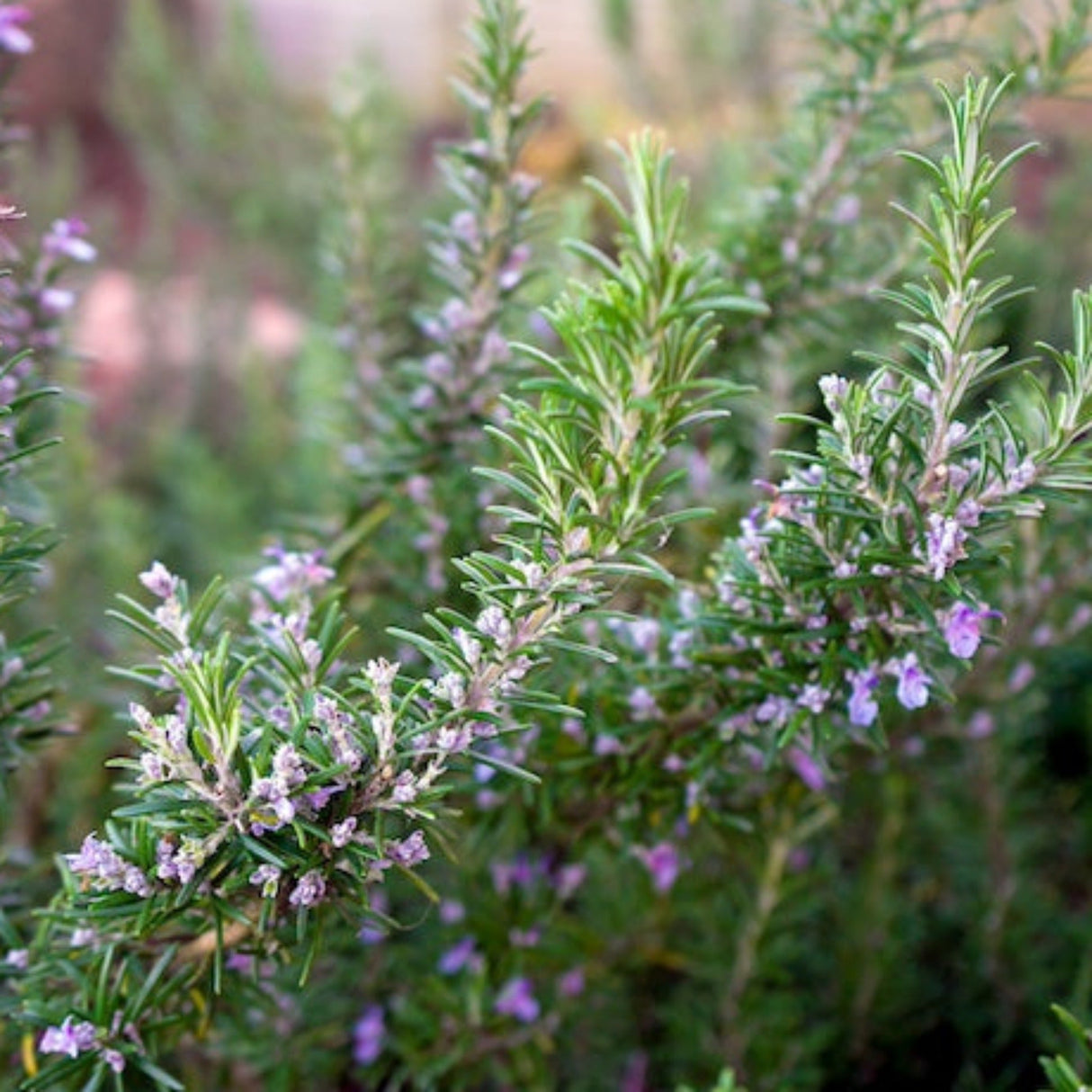 Tuscan Blue Rosemary - NationwidePlants.com  