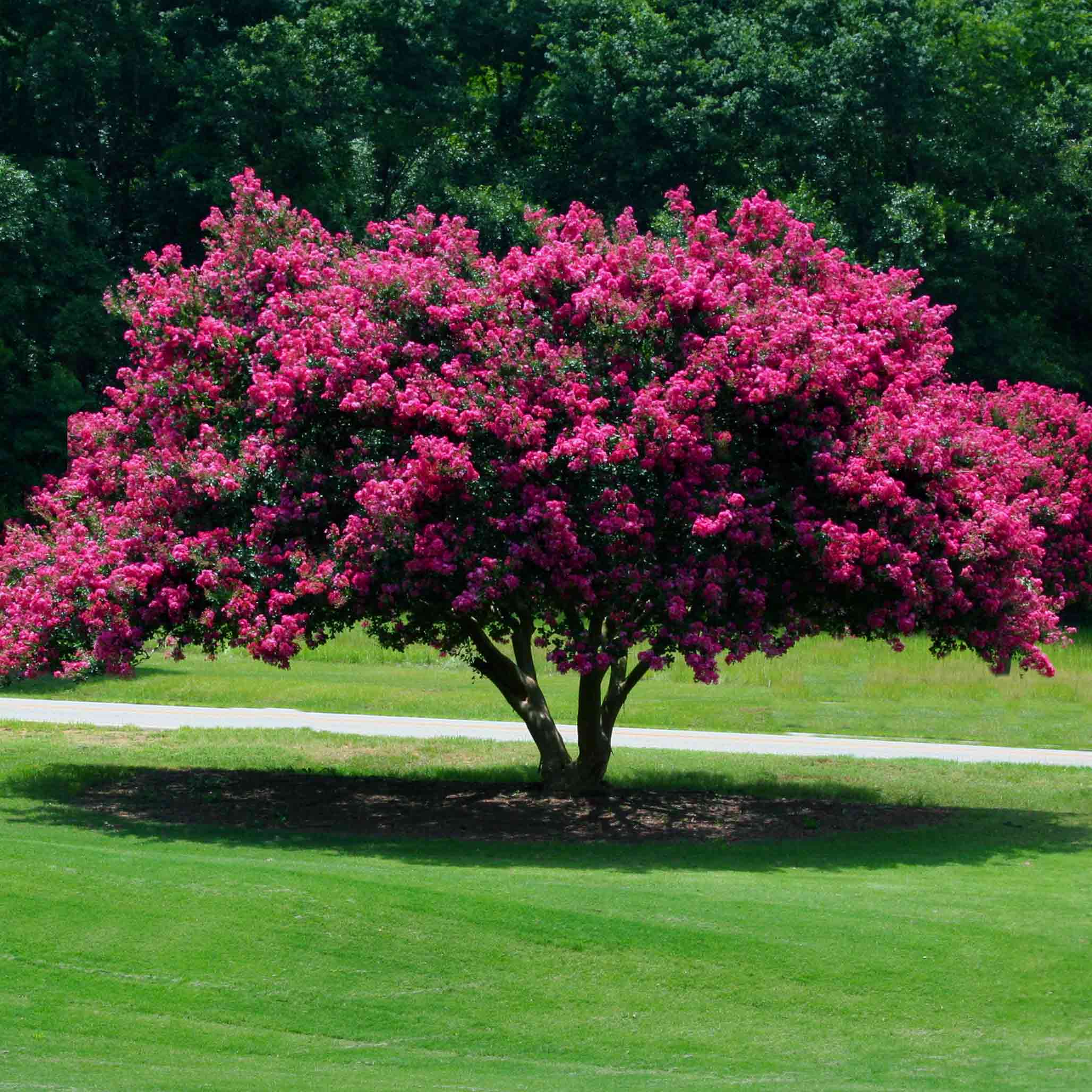 Crape Myrtle Trees – Natchez White, Catawba, Thunderstruck & More