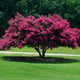 Tuscarora Crapemyrtle - NationwidePlants.com  