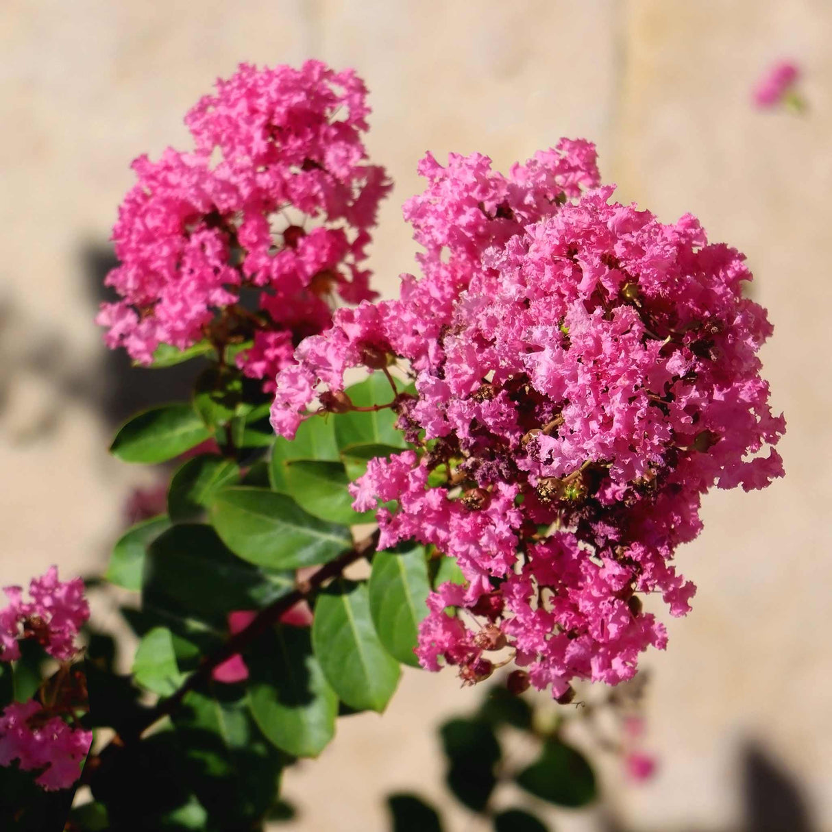 Tuscarora Crapemyrtle - NationwidePlants.com  