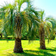 Two Pindo Palm Trees growing in a bright grassy field on a clear sunny day.