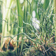 Close up of Twister Grass with twisted spirals of green foliage planted in moss.