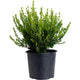 Winter Gem Boxwood Shrub