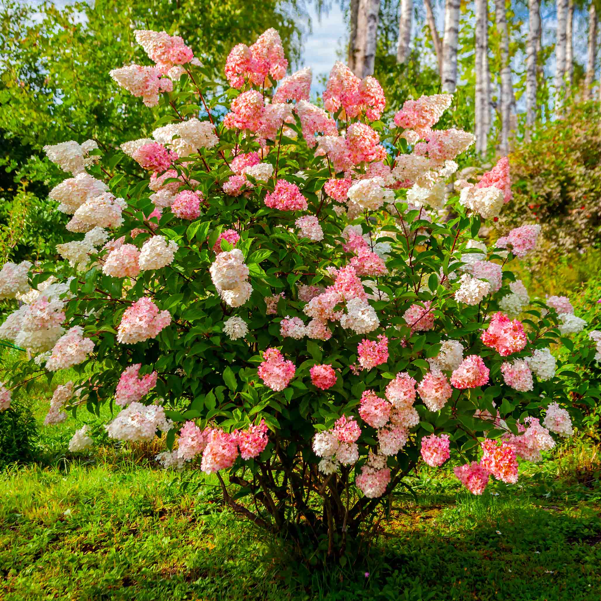 Vanilla Strawberry Hydrangea – Stunning Pink & White Blooms