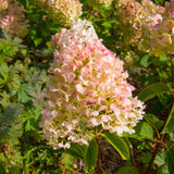 Vanilla Strawberry™ Hydrangea - NationwidePlants.com  