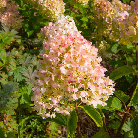 Vanilla Strawberry™ Hydrangea - NationwidePlants.com  