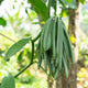 Pods of the Vanilla Bean Plant (Vanilla planifolia) growing and a blurred bright tropical background.