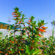 A Vermillionaire Firecracker Plant with tall stems covered in bright orange-red flowers against a blue sky.
